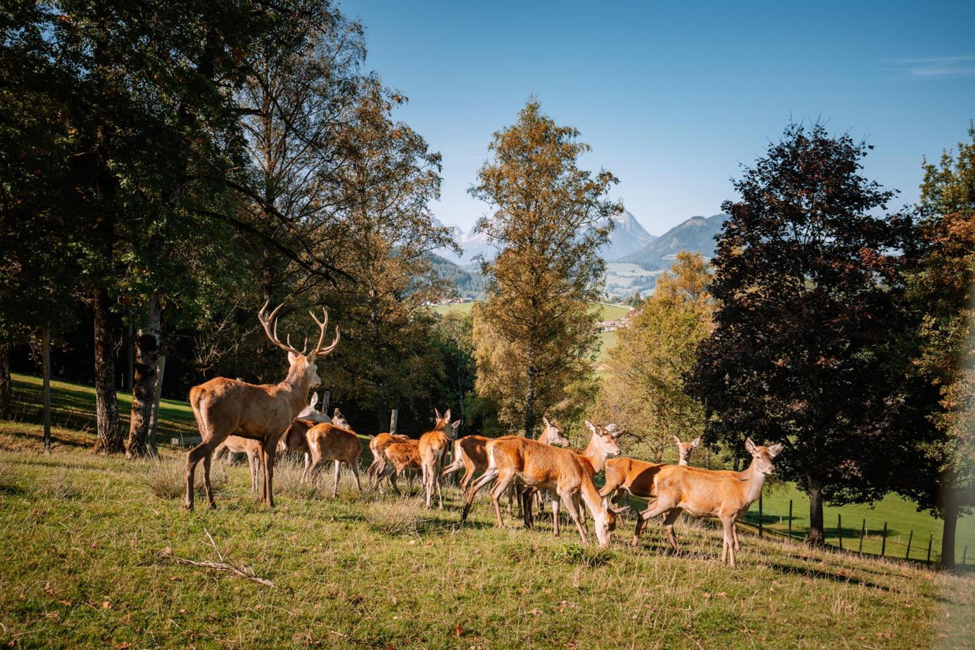 Hotel Sperlhof Windischgarsten Luaran gambar